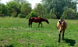 Balatonkeresztúr Pensiune de familie şi de echitaţie