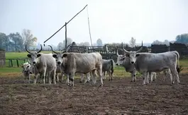 Bugac Karikás Csárda - Toldi Tanya cazare