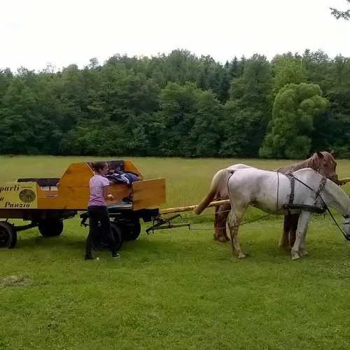 Kisrákos Őrségi Patakparti Alpaka Panzió