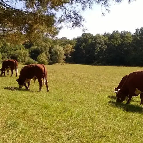 Kisrákos Őrségi Patakparti Alpaka Panzió