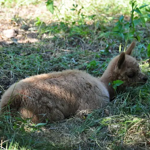 Kisrákos Őrségi Patakparti Alpaka Panzió