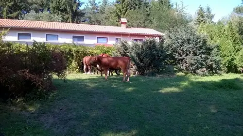 Kisrákos Őrségi Patakparti Alpaka Panzió