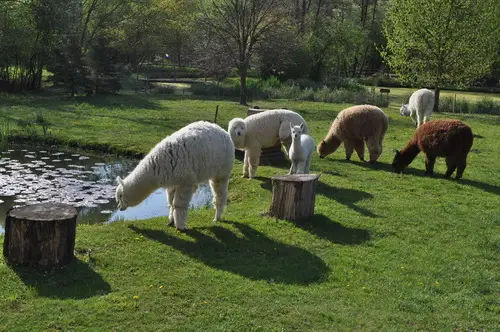 Kisrákos Őrségi Patakparti Alpaka Panzió